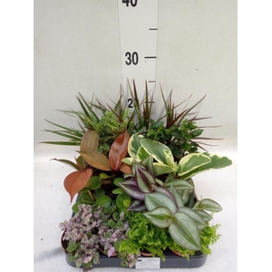 Planten  ..mix