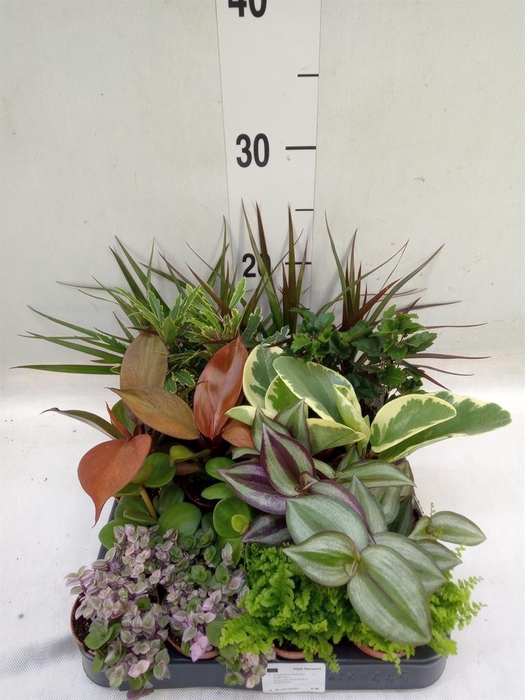 <h4>Planten ..mix</h4>