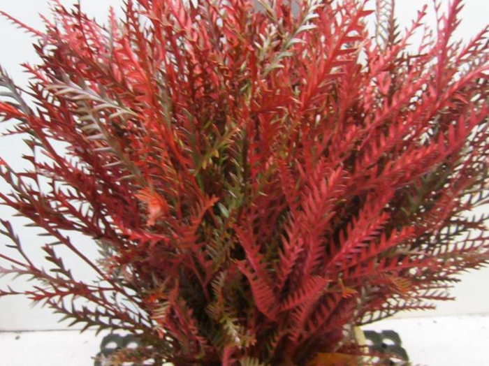 <h4>Ivanhoe Bordeaux</h4>