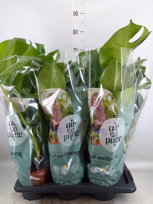 <h4>Monstera delic.</h4>