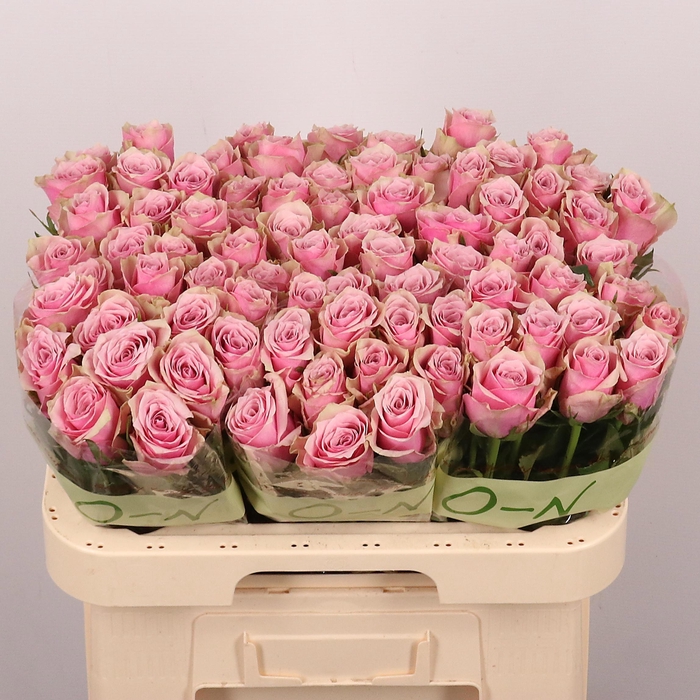 <h4>R GR ATHENA ROYALE</h4>