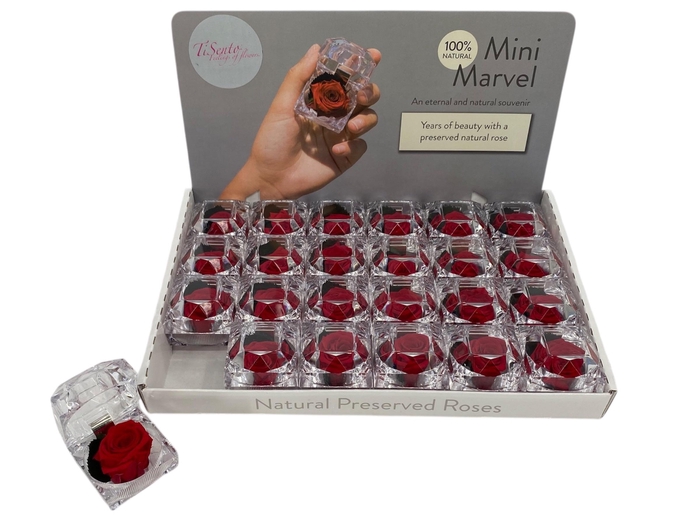 <h4>ARR ROSA POT H%</h4>