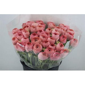 Ran Cloni Ex Champagne