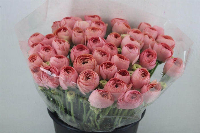 <h4>Ran Cloni Ex Champagne</h4>