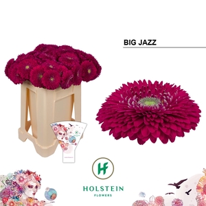 GE GB GERPONI BIG JAZZ