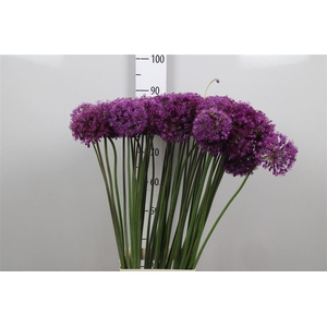 Allium Purple Sens