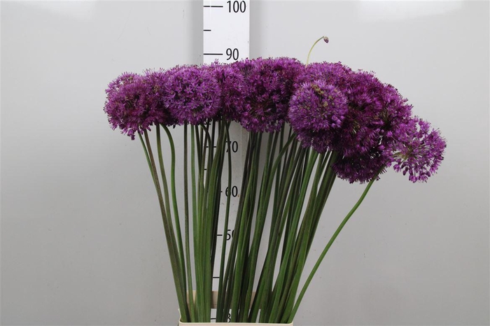 <h4>Allium Purple Sens</h4>