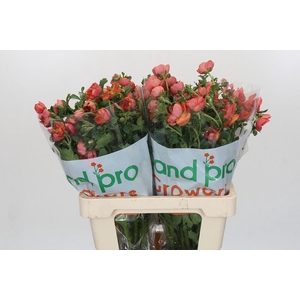 Ranunculus Magical Salmousse