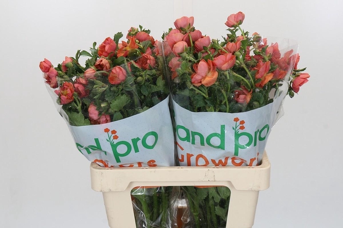 <h4>Ranunculus Magical Salmousse</h4>