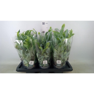 Phlebodium aureum 'Blue Star'