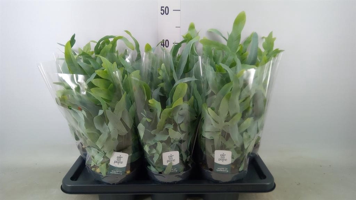 <h4>Phlebodium aureum 'Blue Star'</h4>