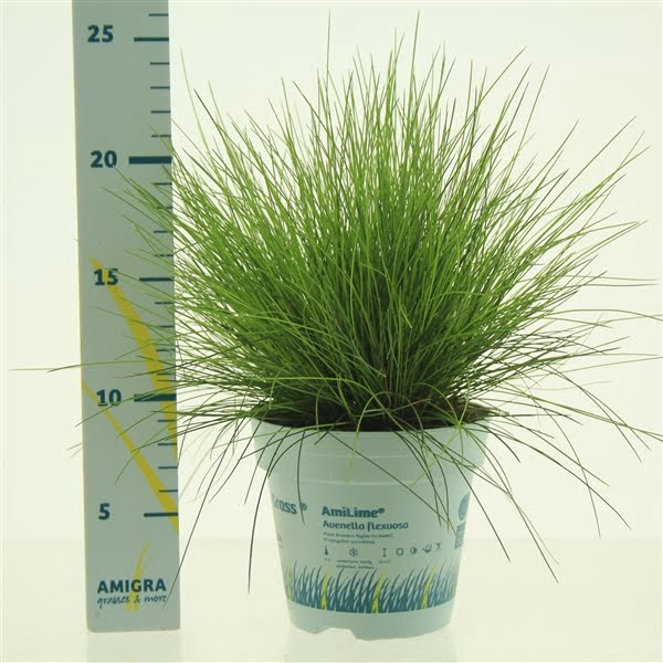 <h4>Deschampsia flexuosa AmiLime®</h4>