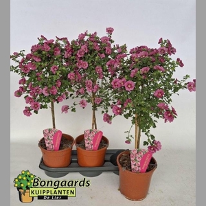 ANIS CAP EL PRINCESS