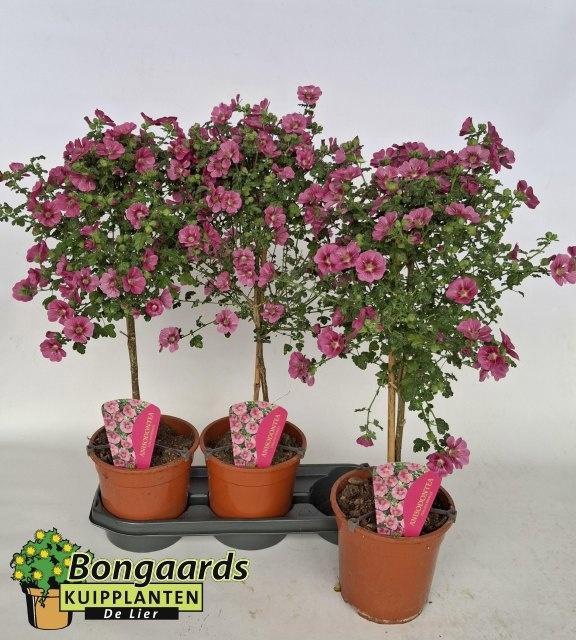 <h4>ANIS CAP EL PRINCESS</h4>