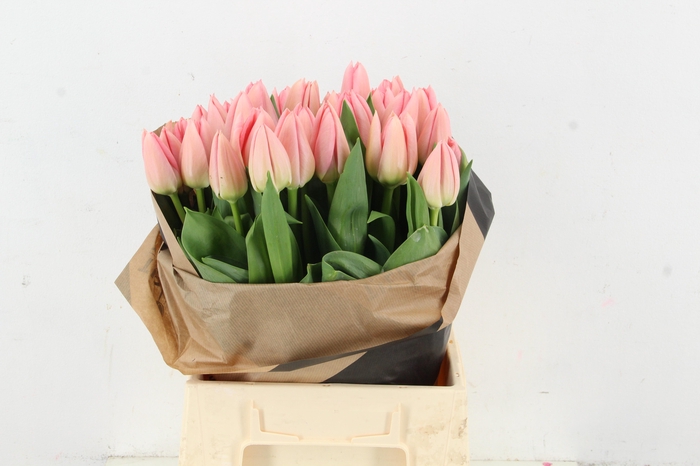 <h4>TU EN SALMON DESSERT</h4>