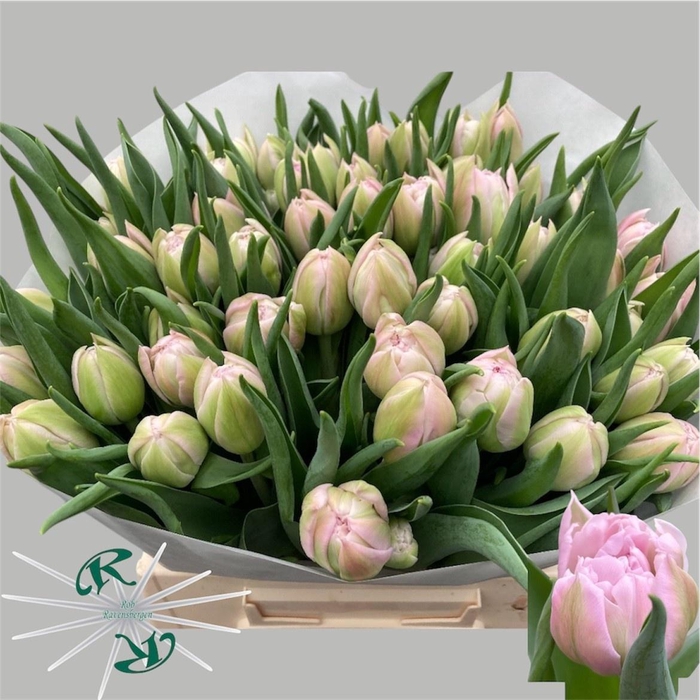 <h4>TU DU CLEAN PRICE</h4>