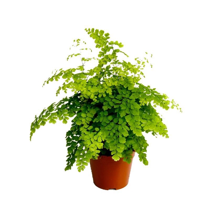 <h4>Adiantum Rad Fragrans</h4>