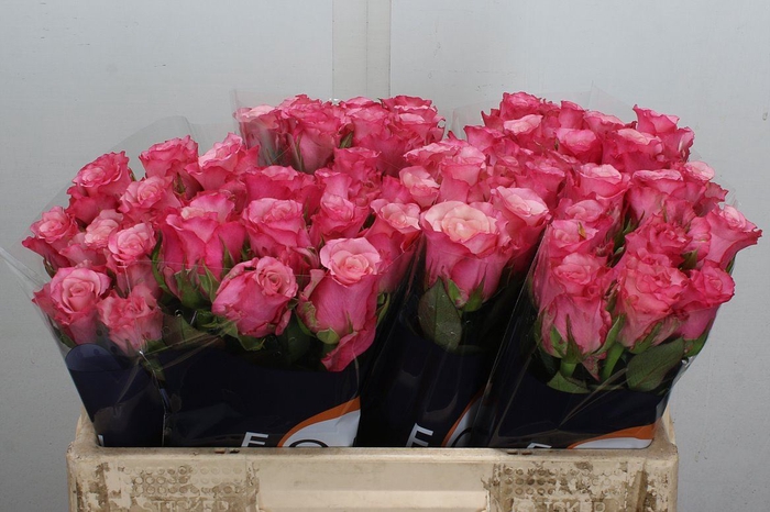 <h4>Rosa GR 'Ramonda'</h4>