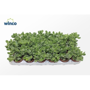 Cotyledon Ladysmithiensis