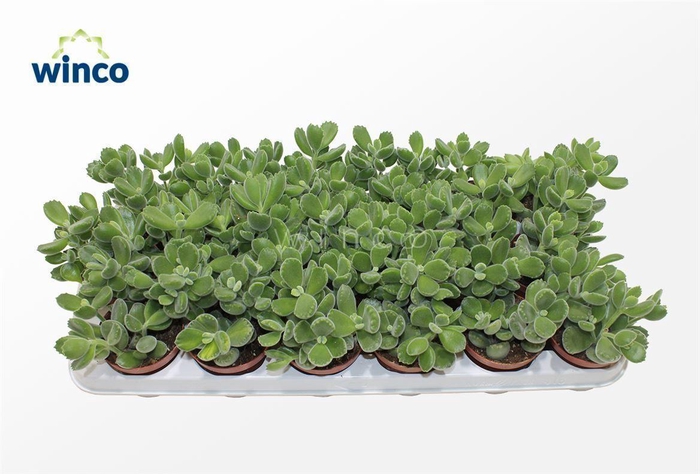 <h4>Cotyledon Ladysmithiensis</h4>