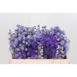 Delphinium El Christel