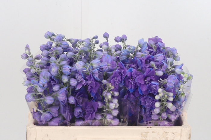 <h4>Delphinium El Christel</h4>