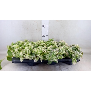 Tradescantia 'Brightness'