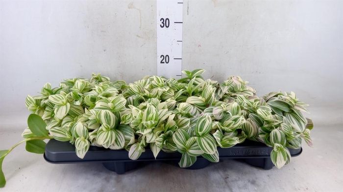 <h4>Tradescantia 'Brightness'</h4>