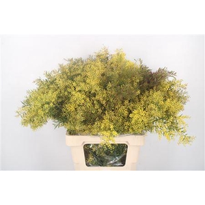 Acacia Chiaro De Luna Per Bunch