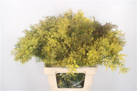 <h4>Acacia Chiaro De Luna Per Bunch</h4>