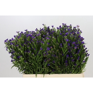Aster Casamare