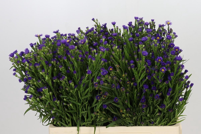 <h4>Aster Casamare</h4>