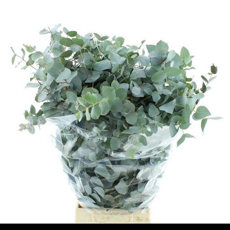 <h4>Euc Cinerea Per Bos</h4>