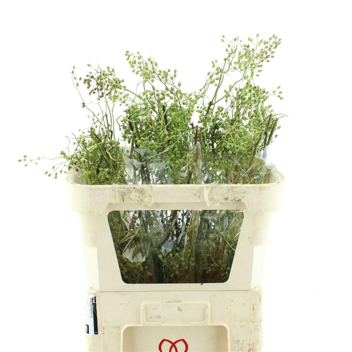 <h4>Rosa Corallo Green</h4>