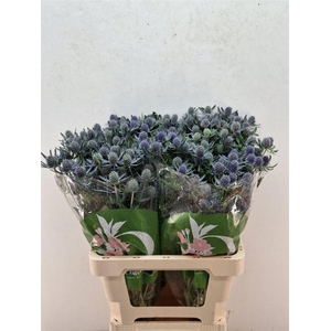 ERYN PL BLUE GLITT