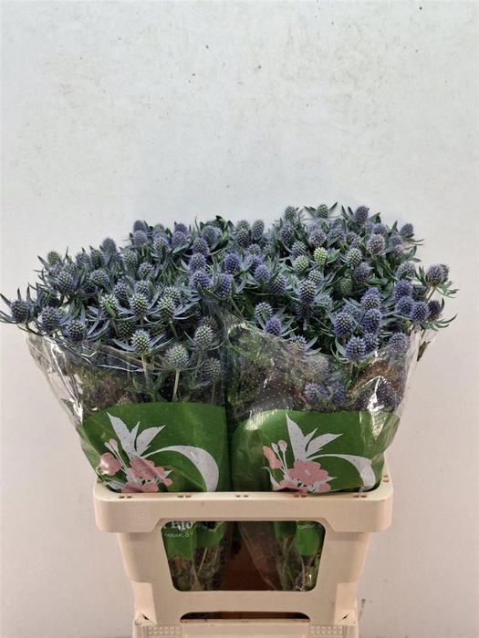 <h4>ERYN PL BLUE GLITT</h4>