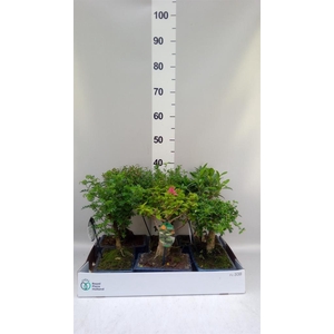 Bonsai   ...mix
