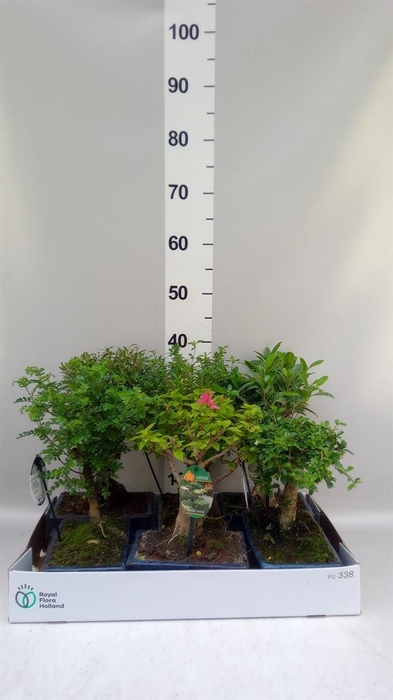 <h4>Bonsai   ...mix</h4>
