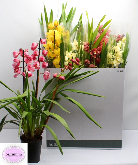 <h4>CYMB GEMENGD</h4>