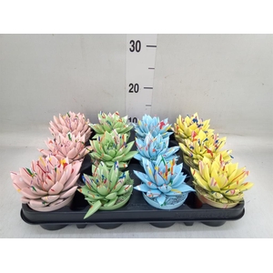 Echeveria  'Miranda'