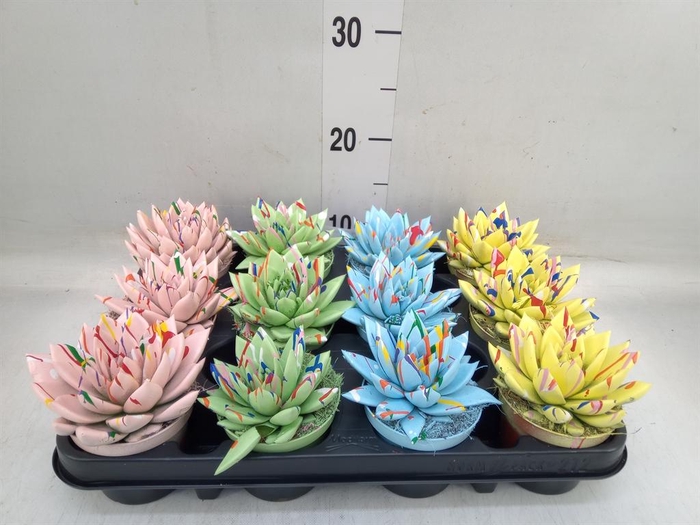 <h4>Echeveria 'Miranda'</h4>