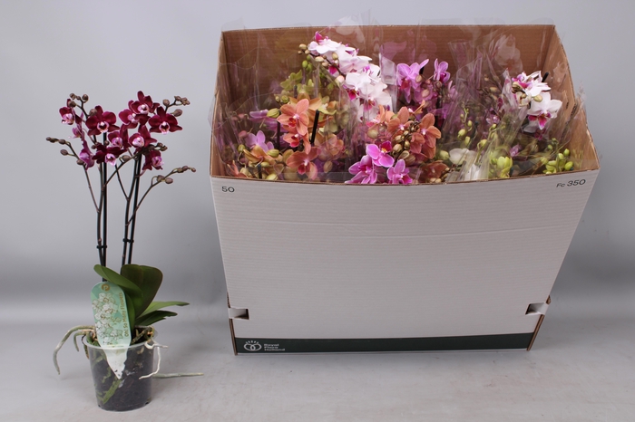 <h4>PHAL MF GEM 8 KL</h4>