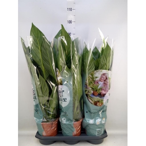 Spathiphyllum  'Bingo Cupido'