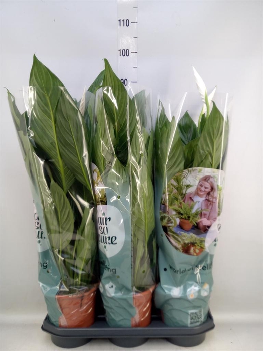 <h4>Spathiphyllum  'Bingo Cupido'</h4>