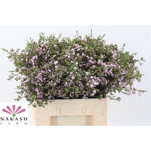 Cham Un Dancing Queen