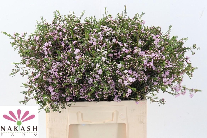 <h4>Cham Un Dancing Queen</h4>