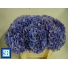 Hydrangea mag opal milka