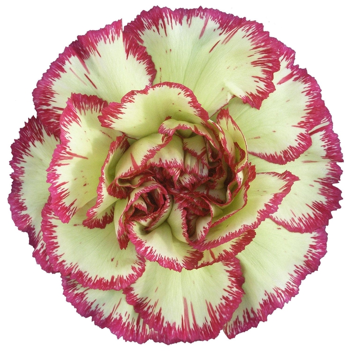 <h4>DI ST EXTRAVAGANZA</h4>