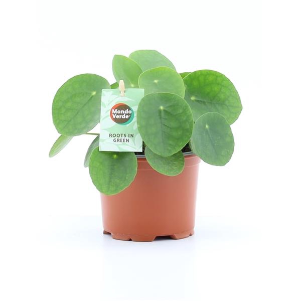 <h4>Pilea peperomoides</h4>