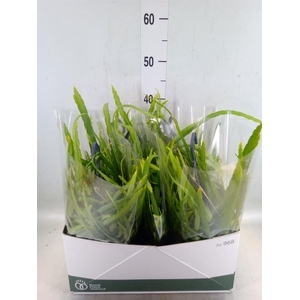 Rhipsalis   ...